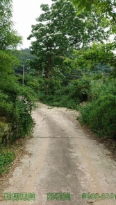 台中市新社區新社古堡莊園使用2500坪農場用地農牧用地 台中市新社區新社古堡莊園使用2500坪農場用地農牧用地